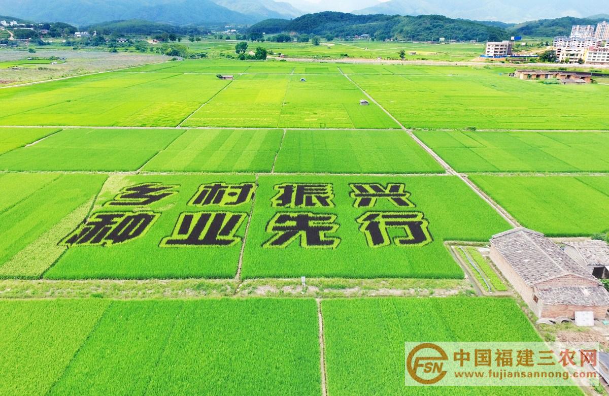 1、沙县夏茂:种来先行(8月17日 张世霖 摄)_副本.jpg