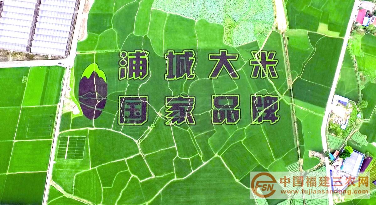 5、浦城大米(浦城台 7月16日摄)_副本.jpg