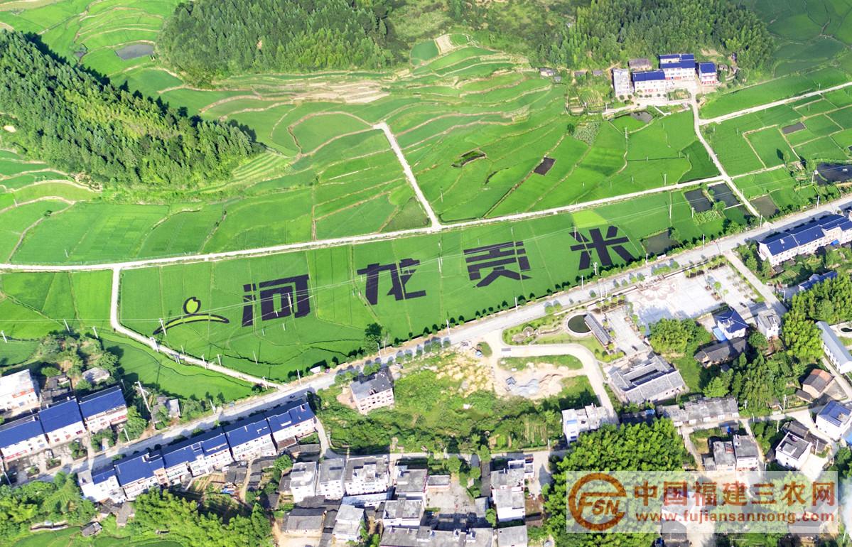 10、河龙贡米(斜角:7月30日宁化台 摄)_副本.jpg