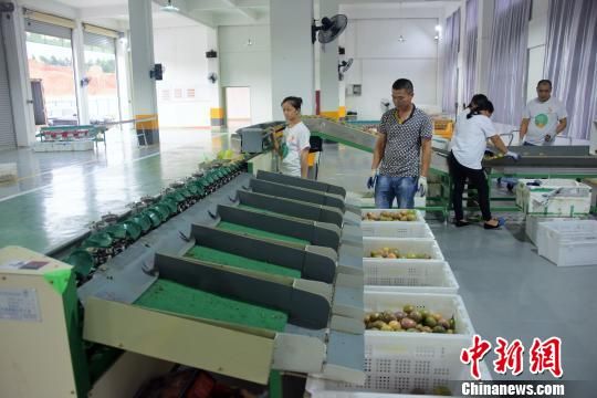 闽西武平县百香果冷链分拣中心,工人们分拣百香果。 王发祥 摄