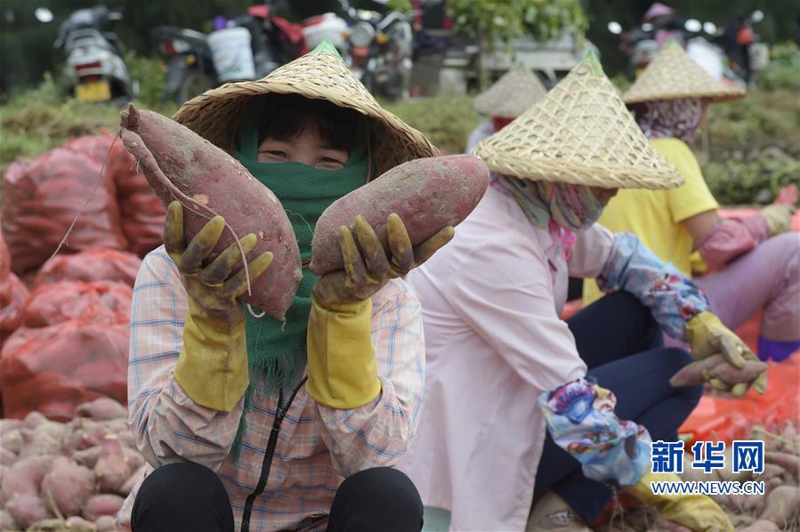 (丰收的味道)(2)地瓜丰收