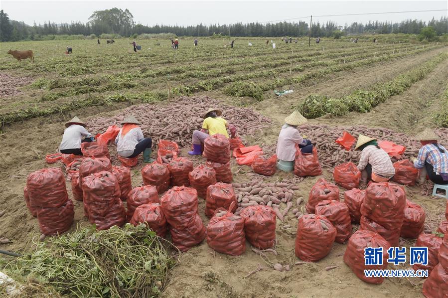 (丰收的味道)(1)地瓜丰收