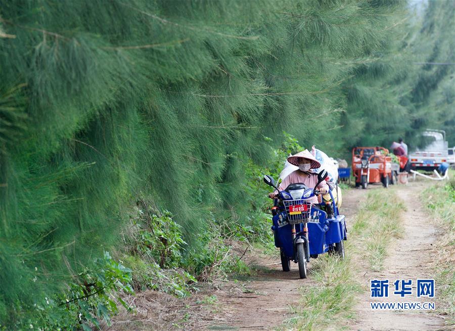 (丰收的味道)(6)地瓜丰收
