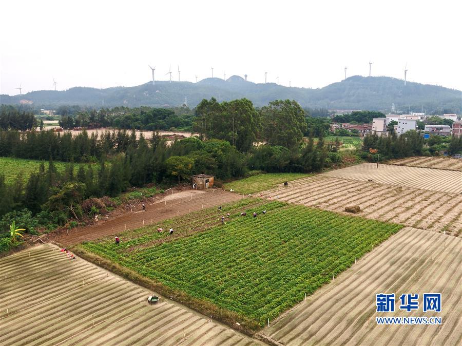 (丰收的味道)(5)地瓜丰收