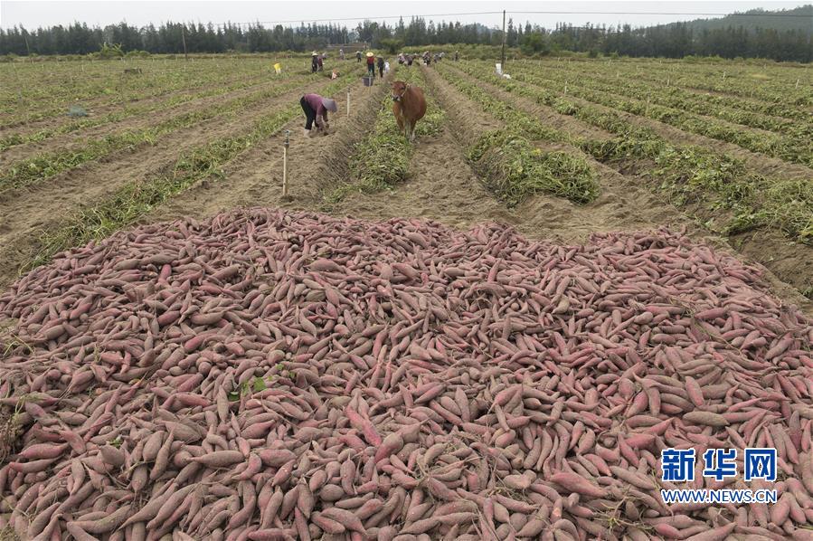 (丰收的味道)(3)地瓜丰收