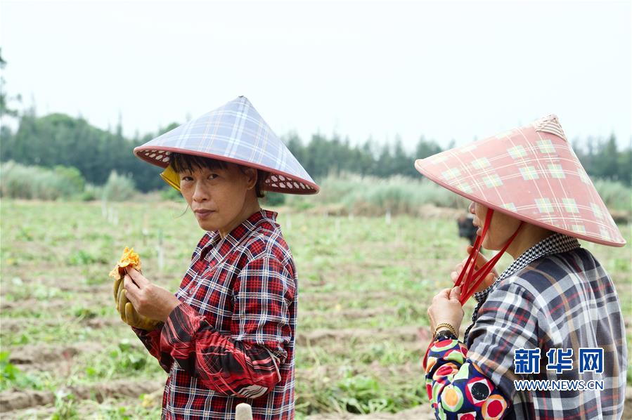 (丰收的味道)(7)地瓜丰收