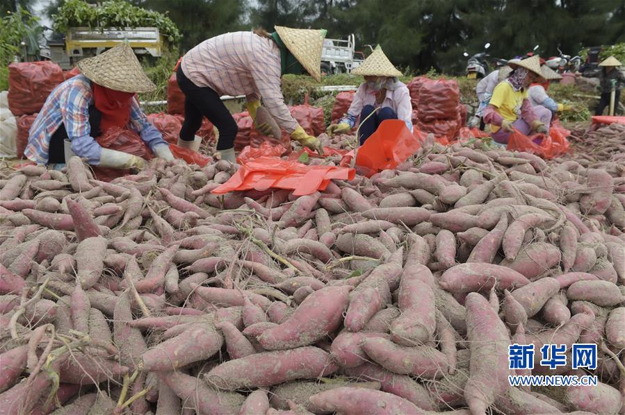 (丰收的味道)(4)地瓜丰收
