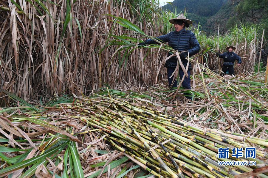 (丰收的味道)(1)福建松溪:“百年蔗”喜丰收