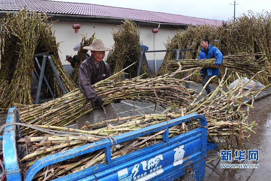 (丰收的味道)(2)福建松溪:“百年蔗”喜丰收