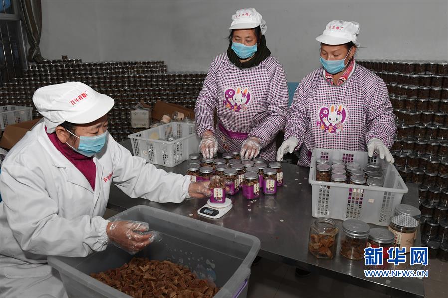 (丰收的味道)(5)福建松溪:“百年蔗”喜丰收