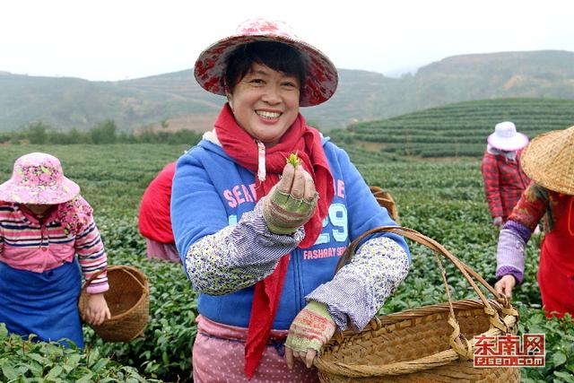 霞浦：茶农忙采“元宵茶” 