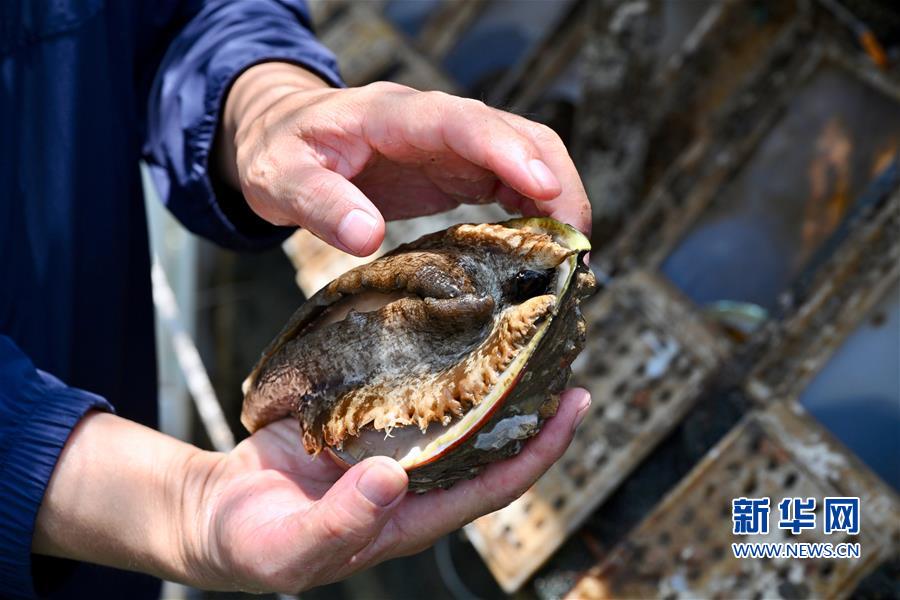 (经济)(4)技术革新促“中国鲍鱼之乡”产业升级
