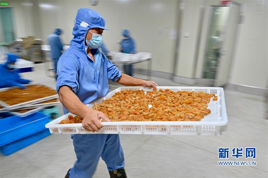 (经济)(5)技术革新促“中国鲍鱼之乡”产业升级