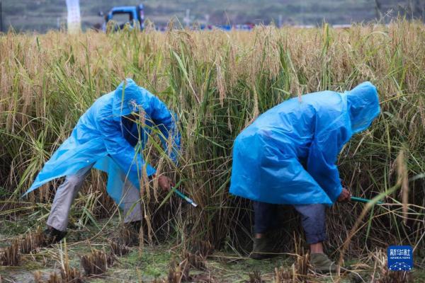 乡村“巨型稻”迎丰收 乡村“巨型稻”迎丰收