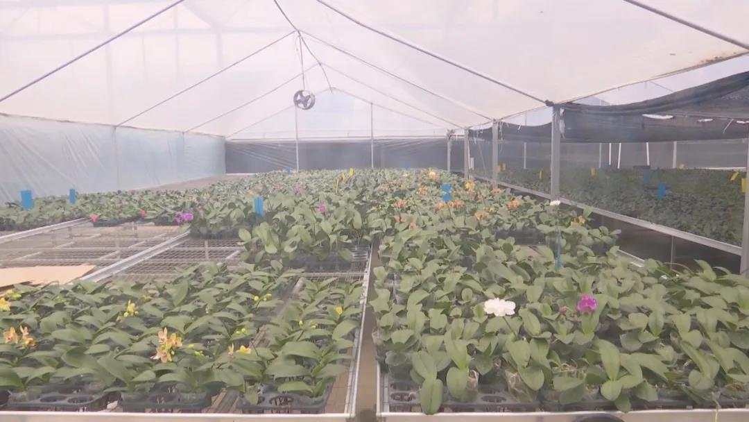 福建云霄:致富兰花迎春俏 福建云霄:致富兰花迎春俏