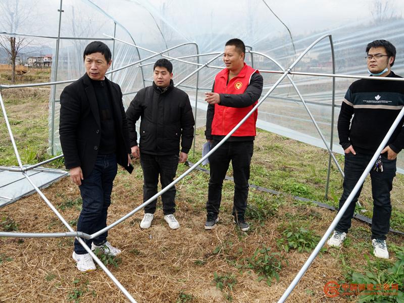 2月24日,福建省农科院党员专家到光泽4个乡镇灾倒塌大棚指导冻后减灾 龚建军 摄.jpg