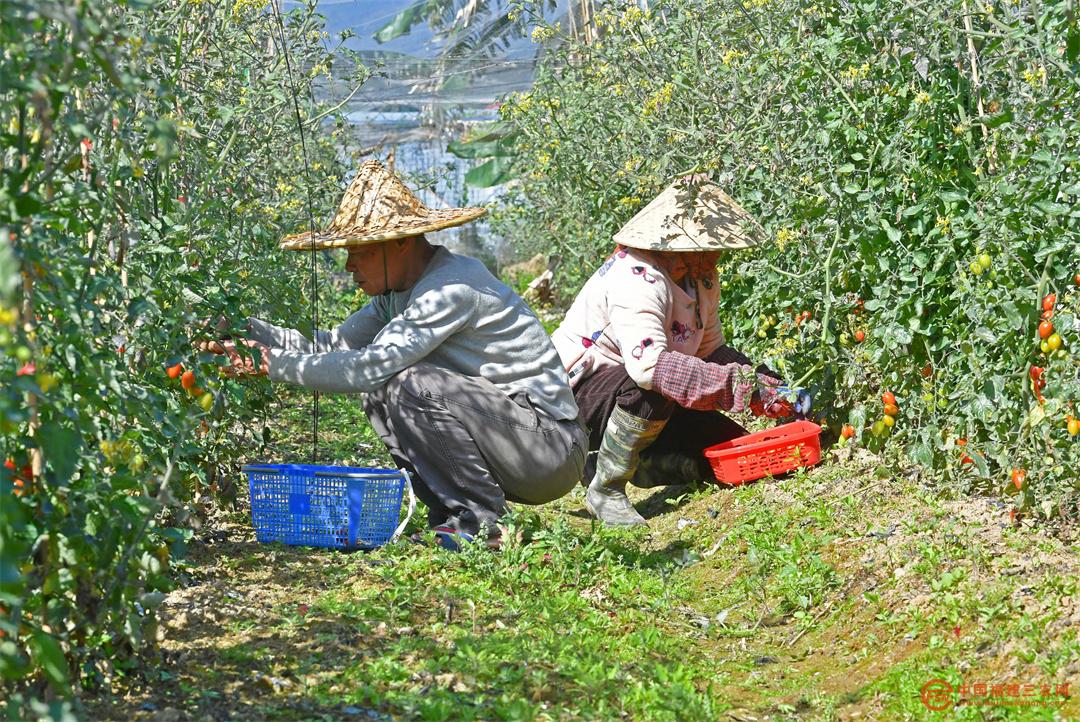 3月9日,在福建省泉州市泉港区涂岭镇溪西村绿优农场,农户在采摘小番茄。7.jpg