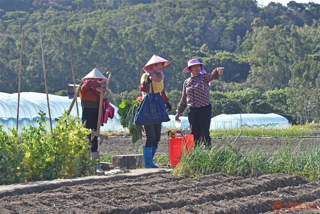 3月9日,在福建省泉州市泉港区涂岭镇五社村,劳作完成的农户在交流。.jpg
