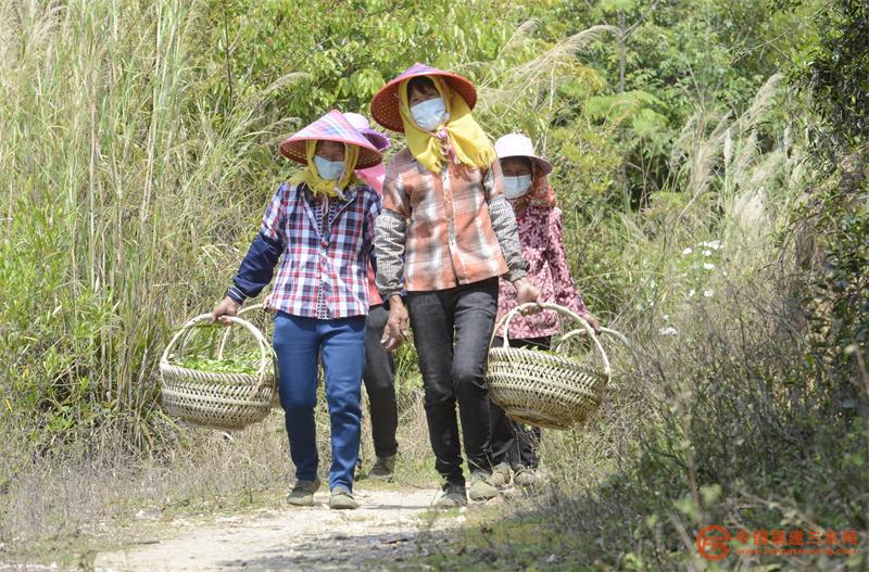 4月6日,在福建省泉州市泉港区涂岭镇石里飘香茶叶基地,茶农采茶归来。.jpg