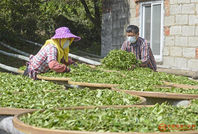 4月6日,在福建省泉州市泉港区涂岭镇石里飘香茶叶基地,茶农在晾晒茶青。 (2).jpg