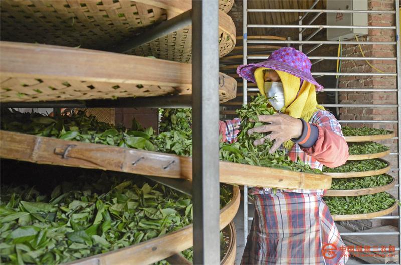 4月6日,在福建省泉州市泉港区涂岭镇石里飘香茶叶基地,茶农在查看茶青晾晒程度。.jpg