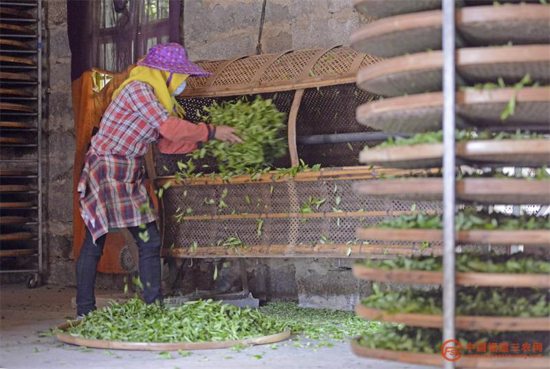 4月6日,在福建省泉州市泉港区涂岭镇石里飘香茶叶基地,茶农在摇青。.jpg