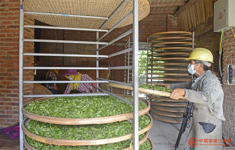 4月6日,在福建省泉州市泉港区涂岭镇石里飘香茶叶基地,茶农在整理茶青。5.jpg
