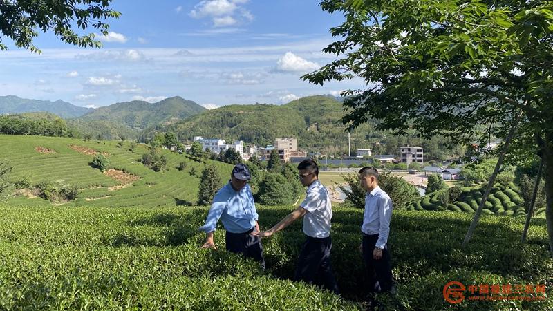 1漳平农商银行金融助理在台企茶园调研.jpg