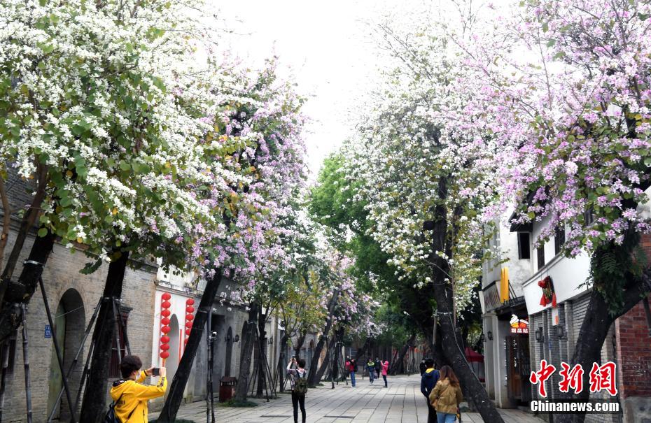 福州羊蹄甲盛开 历史文化街区成“花街” 福州羊蹄甲盛开 历史文化街区成“花街”
