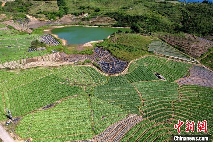福建闽侯:俯瞰蔬菜种植基地 宛如大地调色板