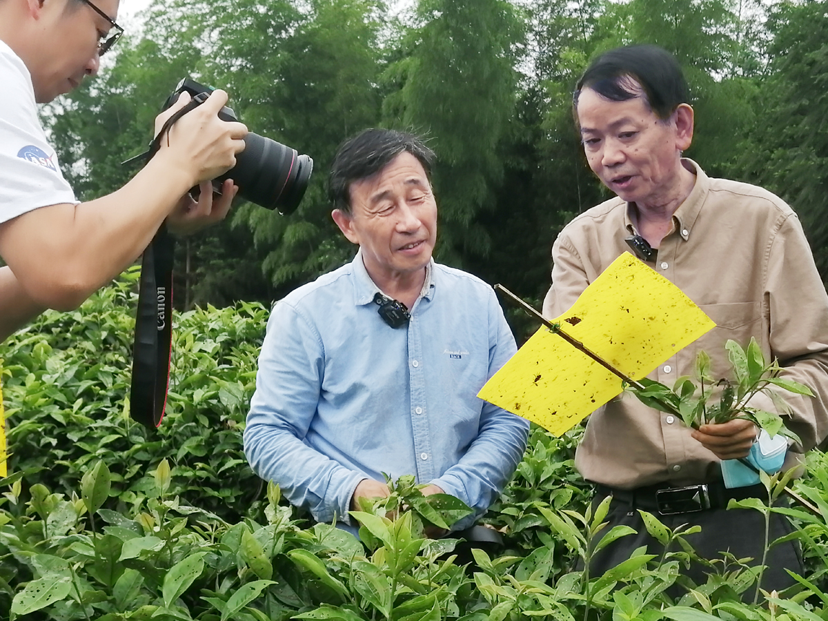 5、6月16日，福建省农业科学院专家在光泽县吴屯村指导茶园病虫害绿色防控,拍摄减灾技术视频.jpg