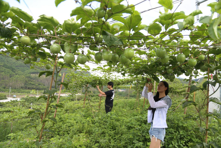 57.许巡嵘：有志青年“奇技”报桑梓（胡光华）693.png