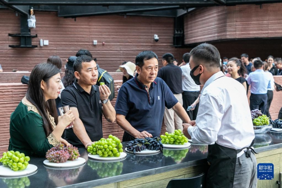 云南弥勒:葡萄飘香引客来