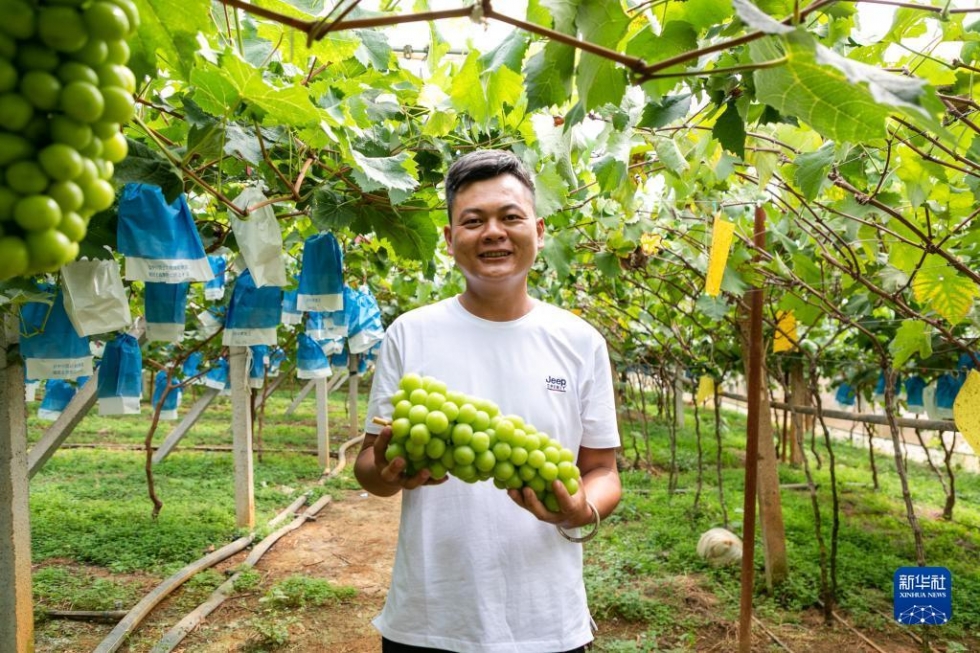 云南弥勒:葡萄飘香引客来