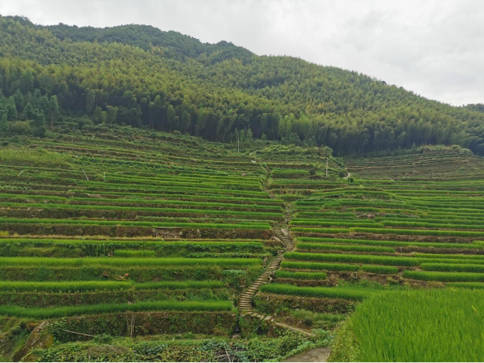 科技服务三农 典型案例㉗:绿了山川,富了乡亲2284.png