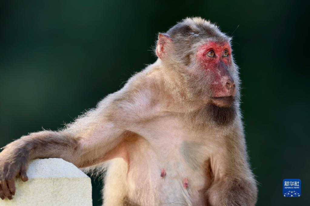 武夷山国家公园:藏酋猴的乐园