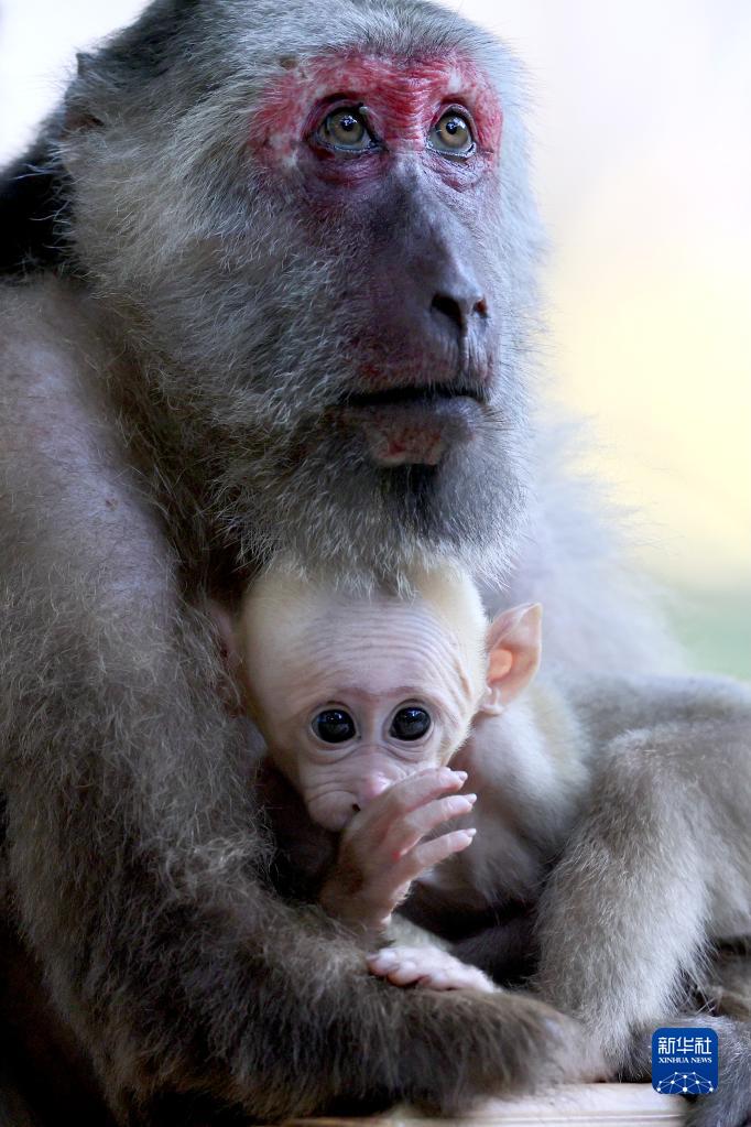 武夷山国家公园:藏酋猴的乐园
