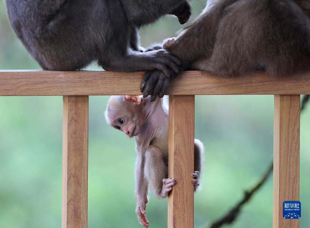 武夷山国家公园:藏酋猴的乐园