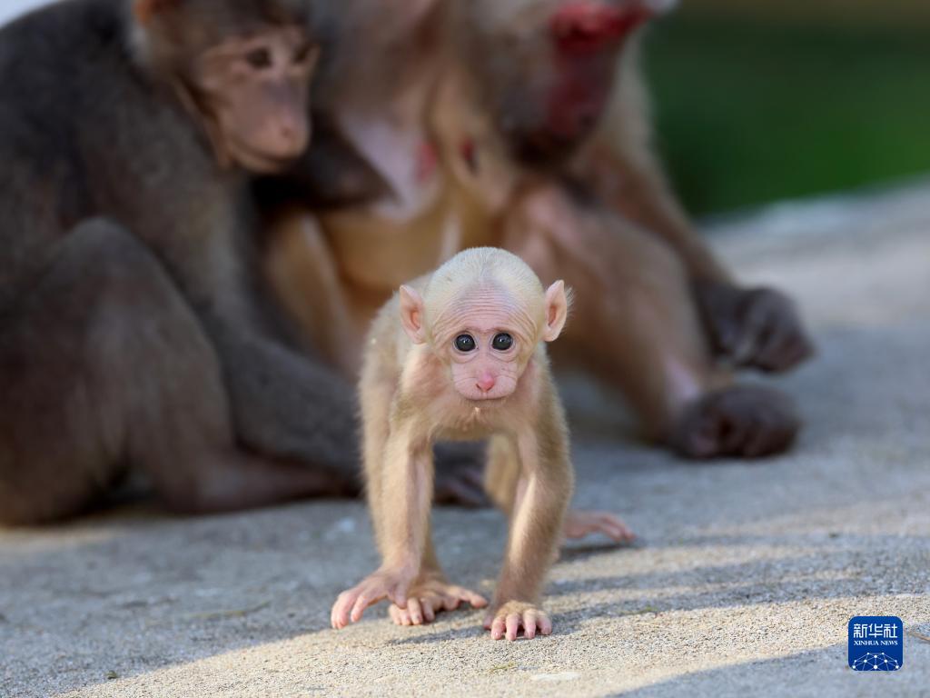 武夷山国家公园:藏酋猴的乐园
