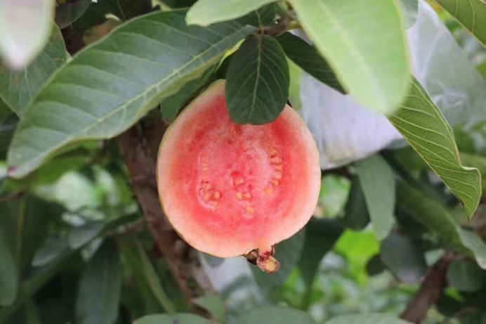 稿3:漳州诏安县:立足市场 打造“网红芭乐”450.png