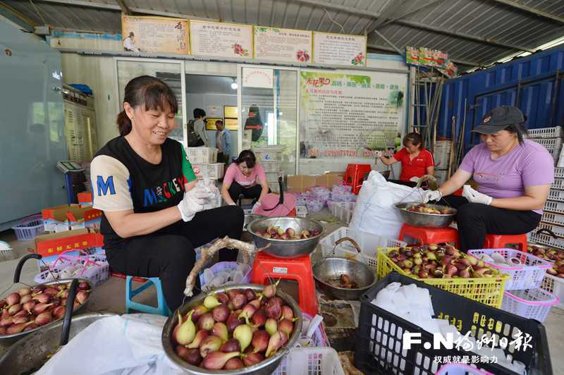 闽清下宅村发展特色产业走俏市场 闽清下宅村发展特色产业走俏市场