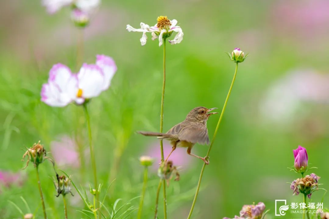 福州这5个网红公园，你打卡了吗？