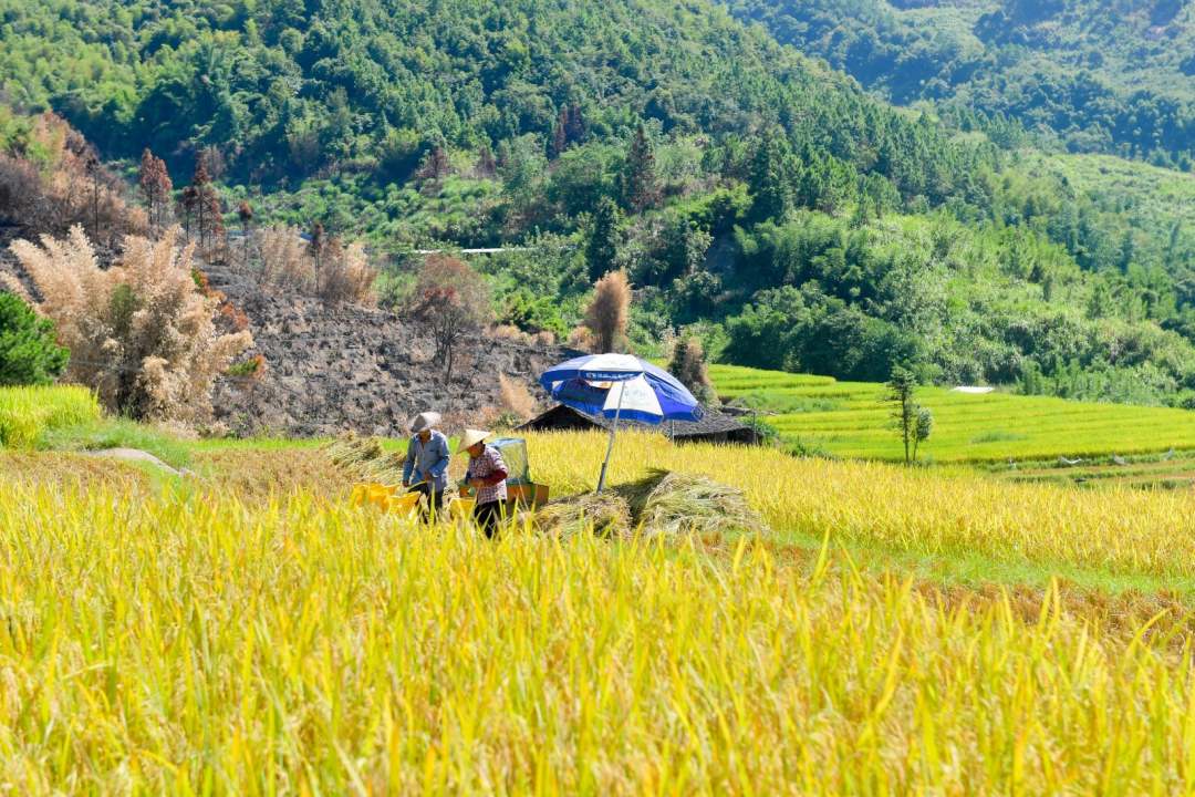 福建罗源:满田丰景 醉美画卷