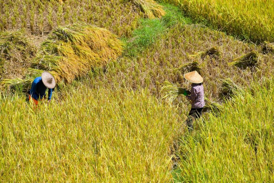 福建罗源:满田丰景 醉美画卷