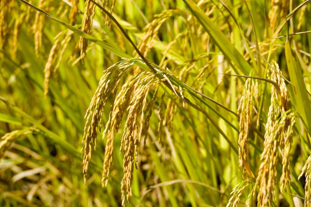 福建罗源:满田丰景 醉美画卷