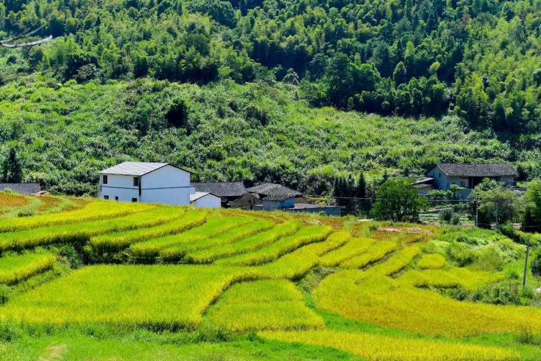 福建罗源:满田丰景 醉美画卷