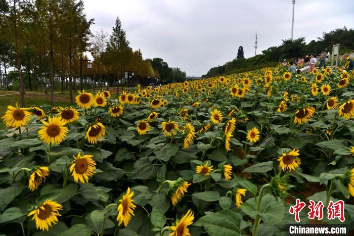 图为福州乌龙江湿地公园内种植的向日葵进入盛花期，吸引市民前来赏花游玩。　张斌 摄