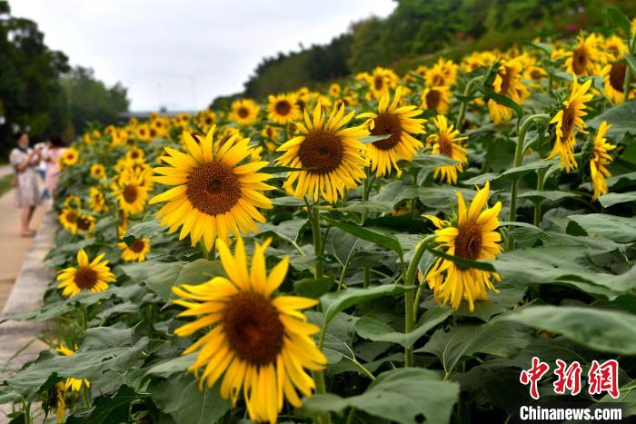 图为游人在福州乌龙江湿地公园内欣赏向日葵。　张斌 摄