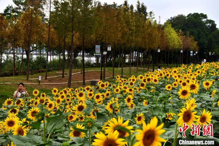 图为游人在福州乌龙江湿地公园内欣赏向日葵。　张斌 摄