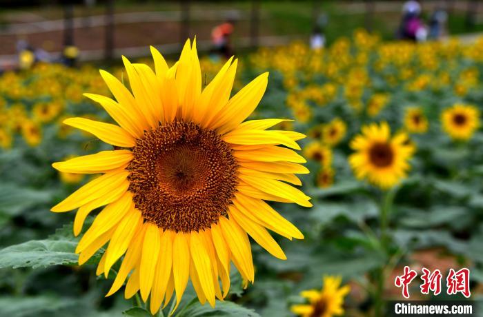 图为福州乌龙江湿地公园内种植的向日葵进入盛花期，吸引市民前来赏花游玩。　张斌 摄